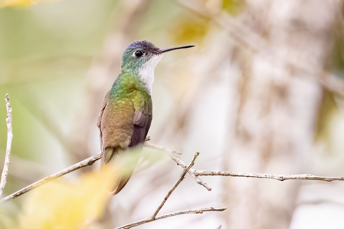 Azure-crowned Hummingbird - ML623279266