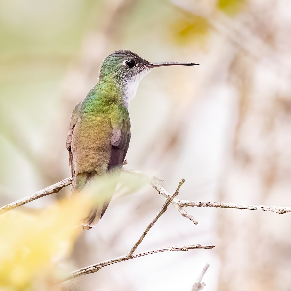 Azure-crowned Hummingbird - ML623279267