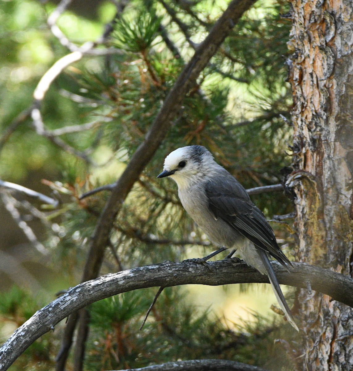 Canada Jay - ML623279306