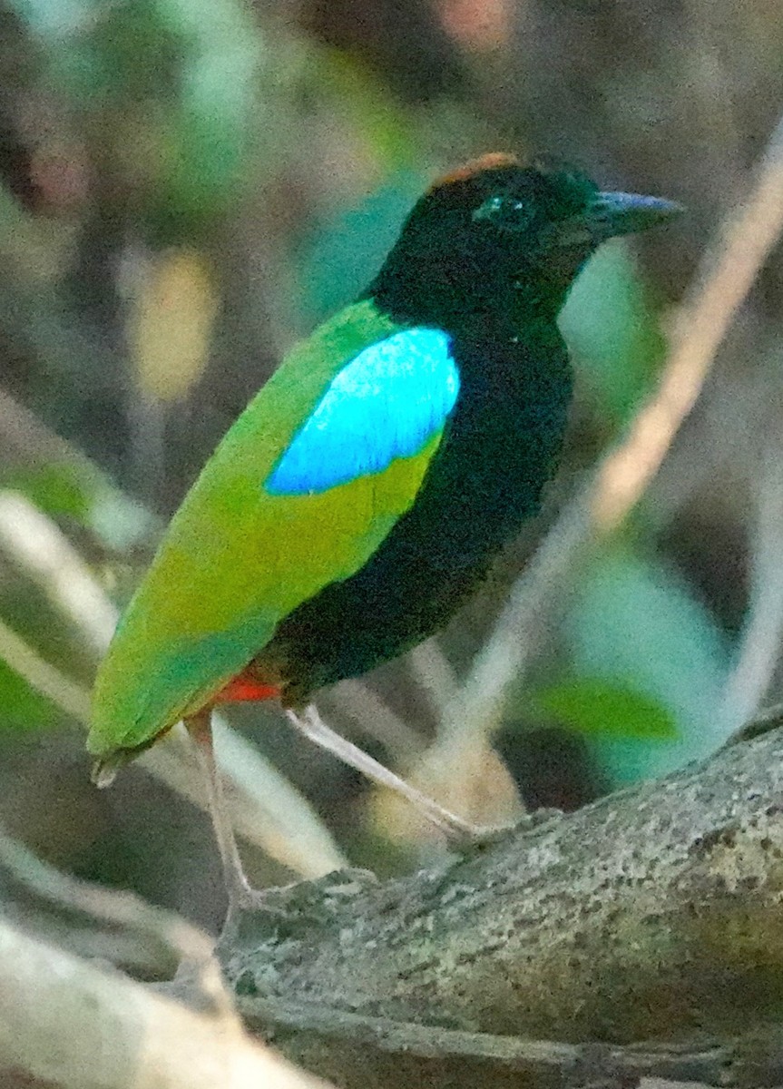 Regenbogenpitta - ML623279313