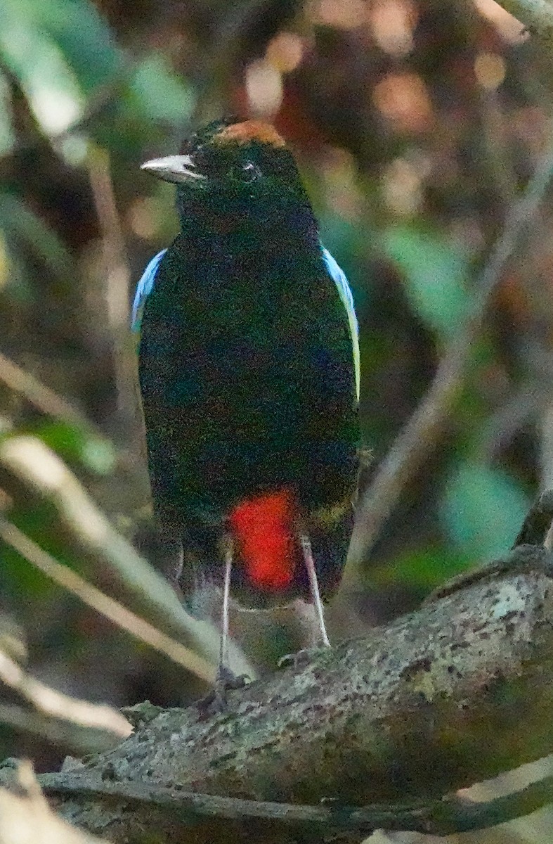 Rainbow Pitta - Kathleen Horn