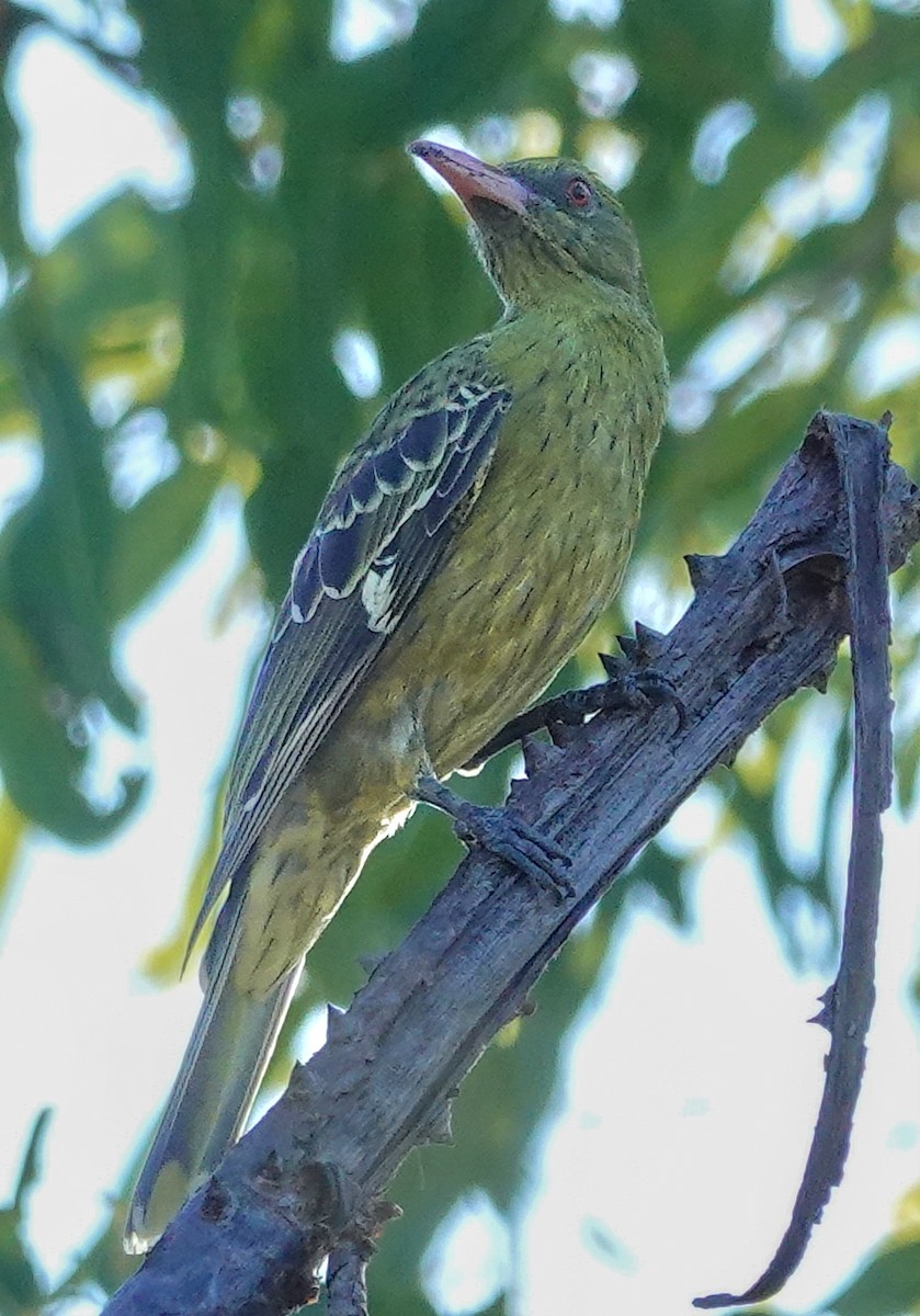 Green Oriole - Kathleen Horn