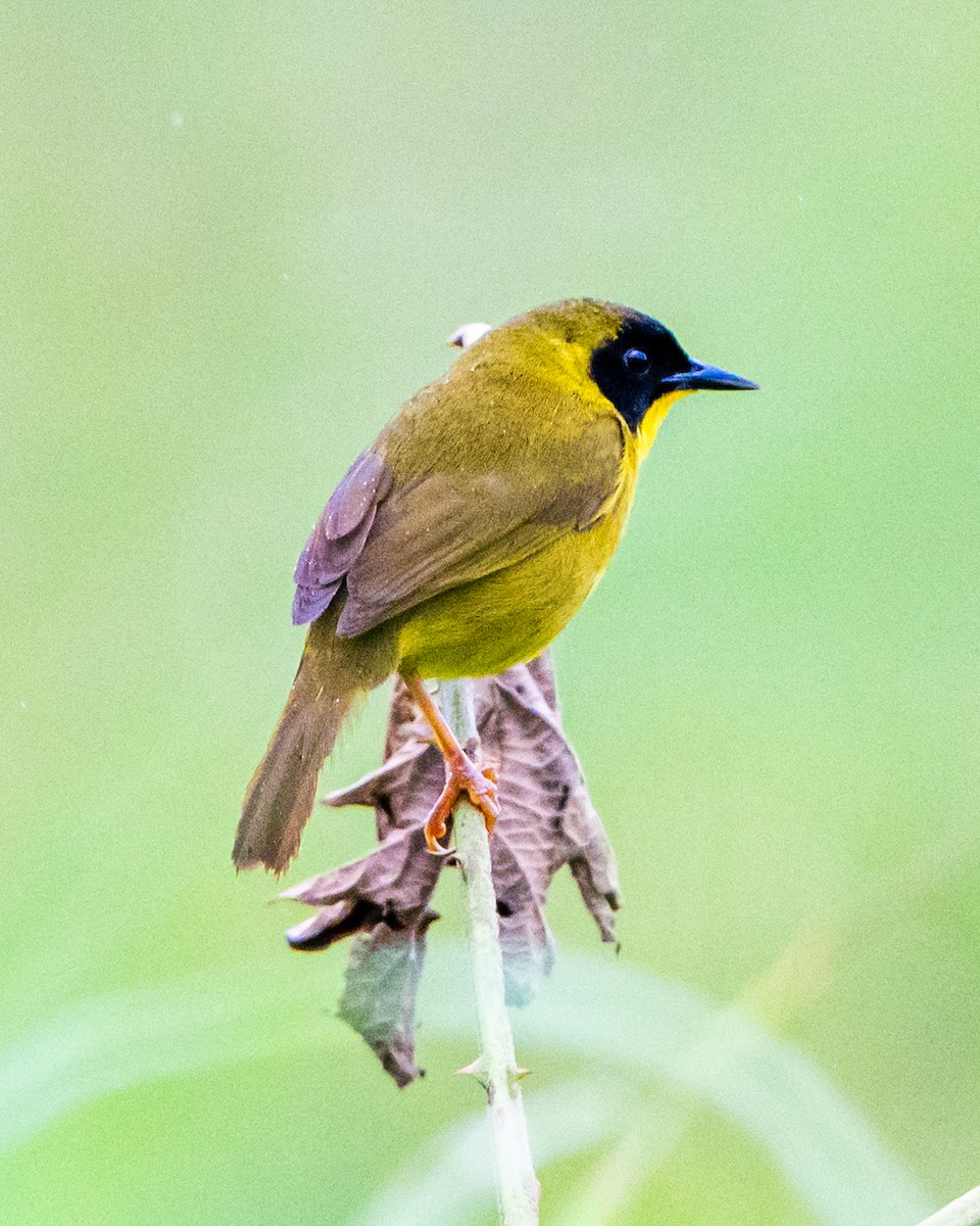 Olive-crowned Yellowthroat - ML623279328