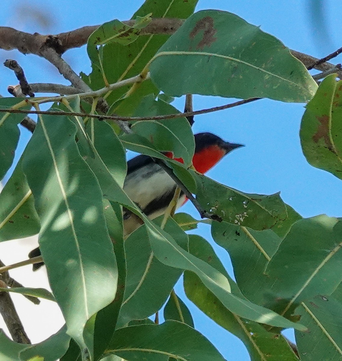 Mistletoebird - Kathleen Horn