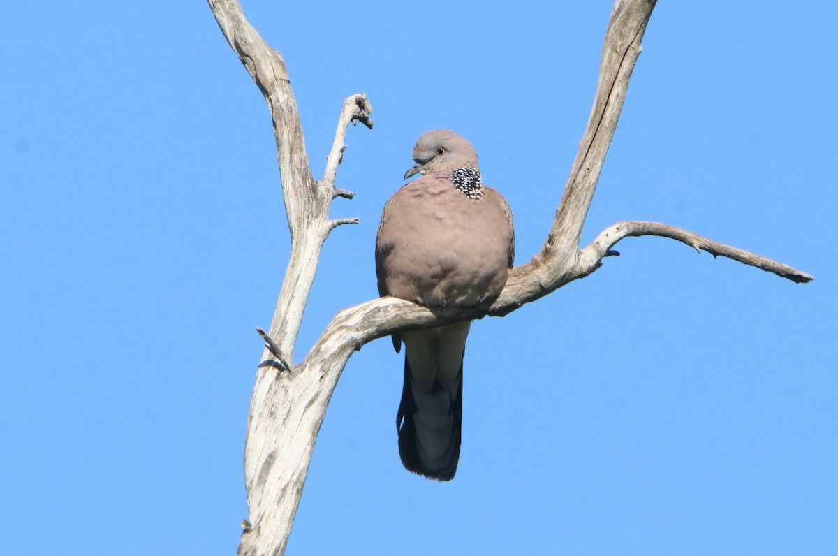 珠頸斑鳩 - ML623279340