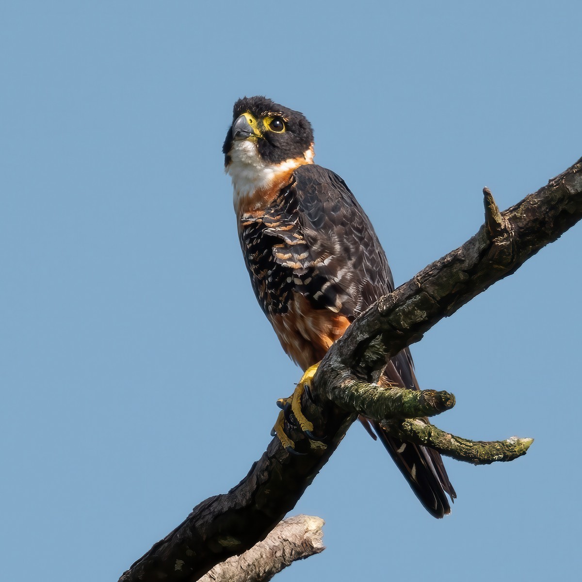 Orange-breasted Falcon - Sandy & Bob Sipe