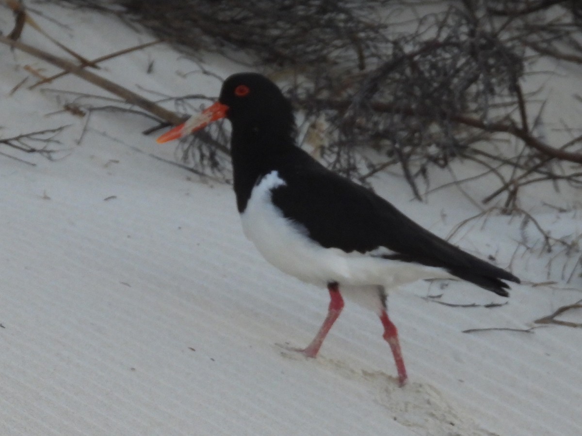 Pied Oystercatcher - ML623279348