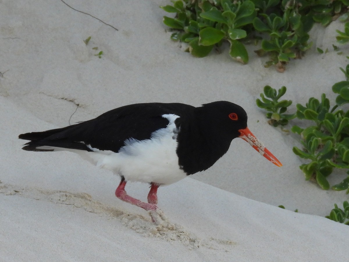 Pied Oystercatcher - ML623279349