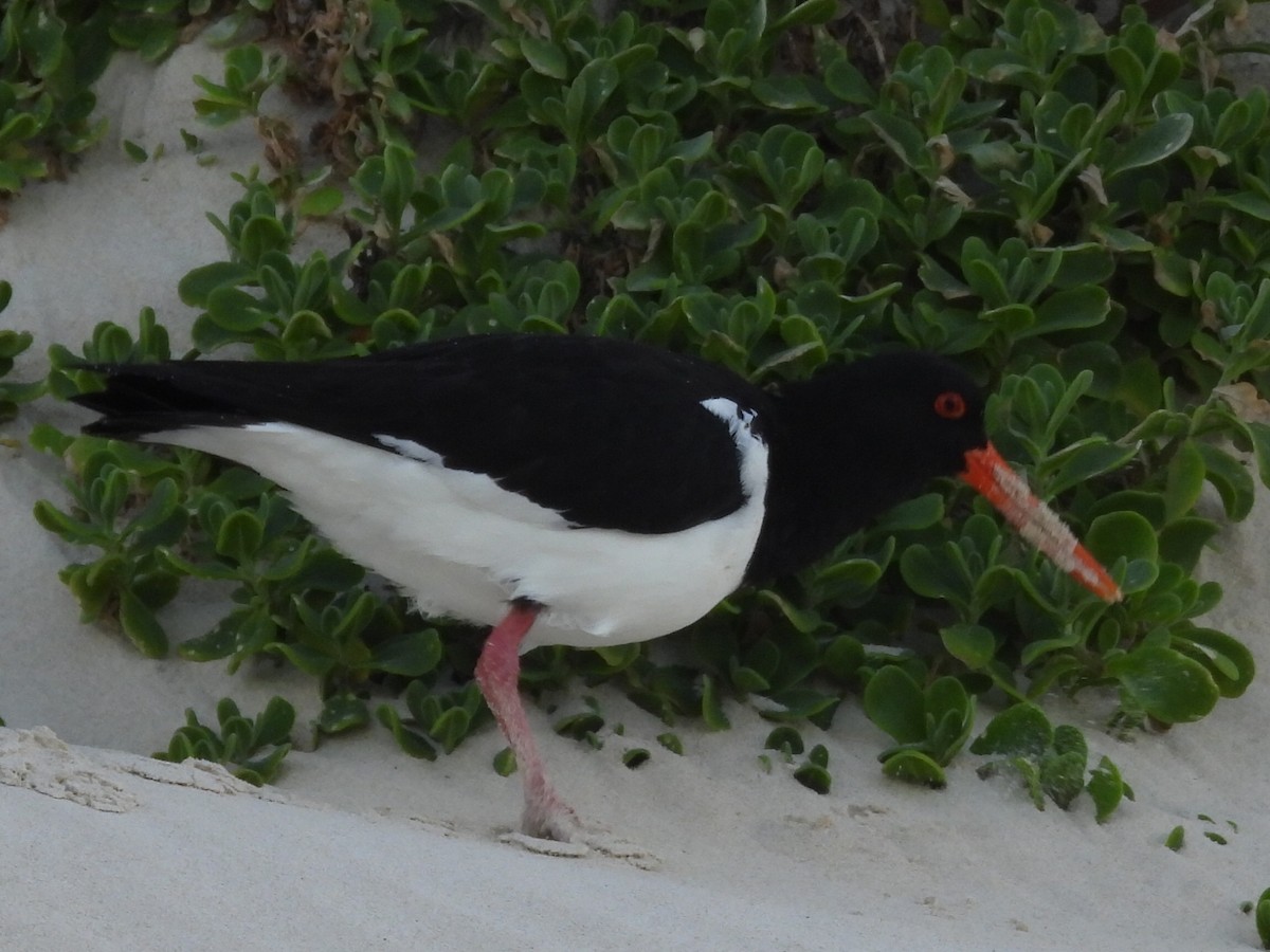 Pied Oystercatcher - ML623279350