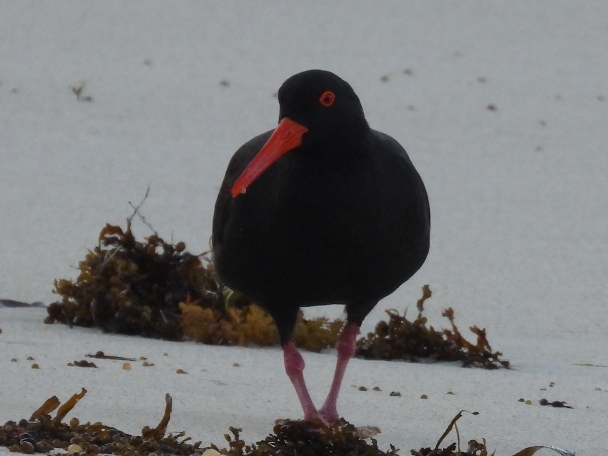 Sooty Oystercatcher - ML623279357