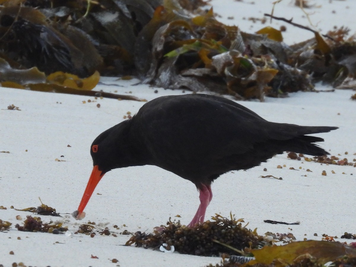 Sooty Oystercatcher - ML623279359