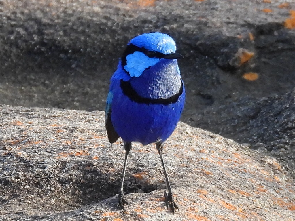 Splendid Fairywren - ML623279371