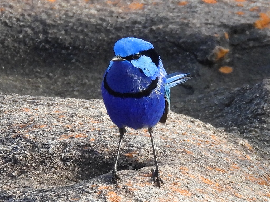 Splendid Fairywren - ML623279372