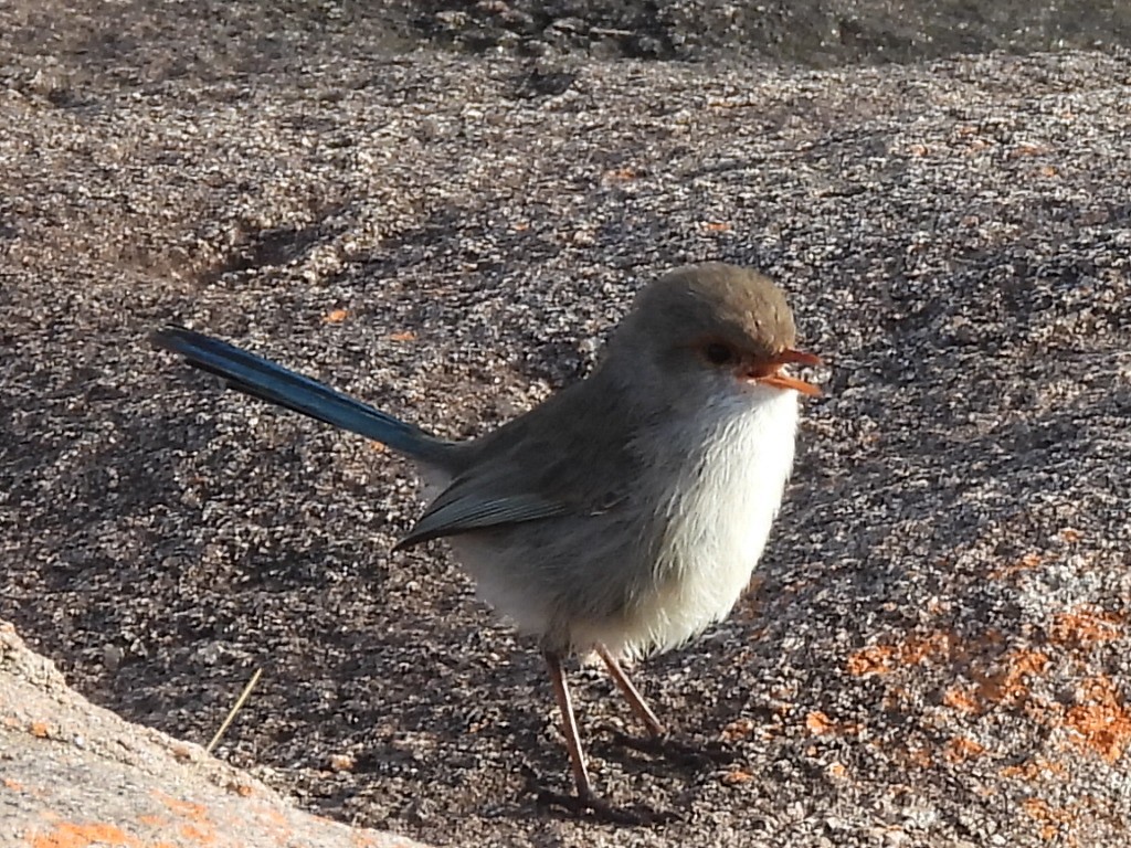 Splendid Fairywren - ML623279373