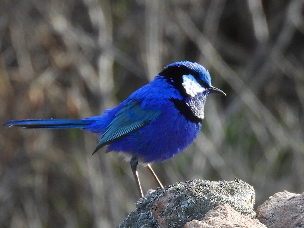 Splendid Fairywren - ML623279374