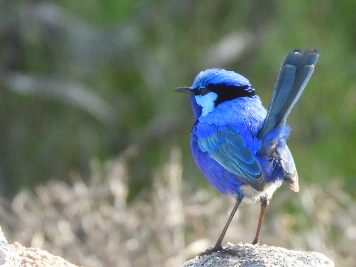 Splendid Fairywren - ML623279375