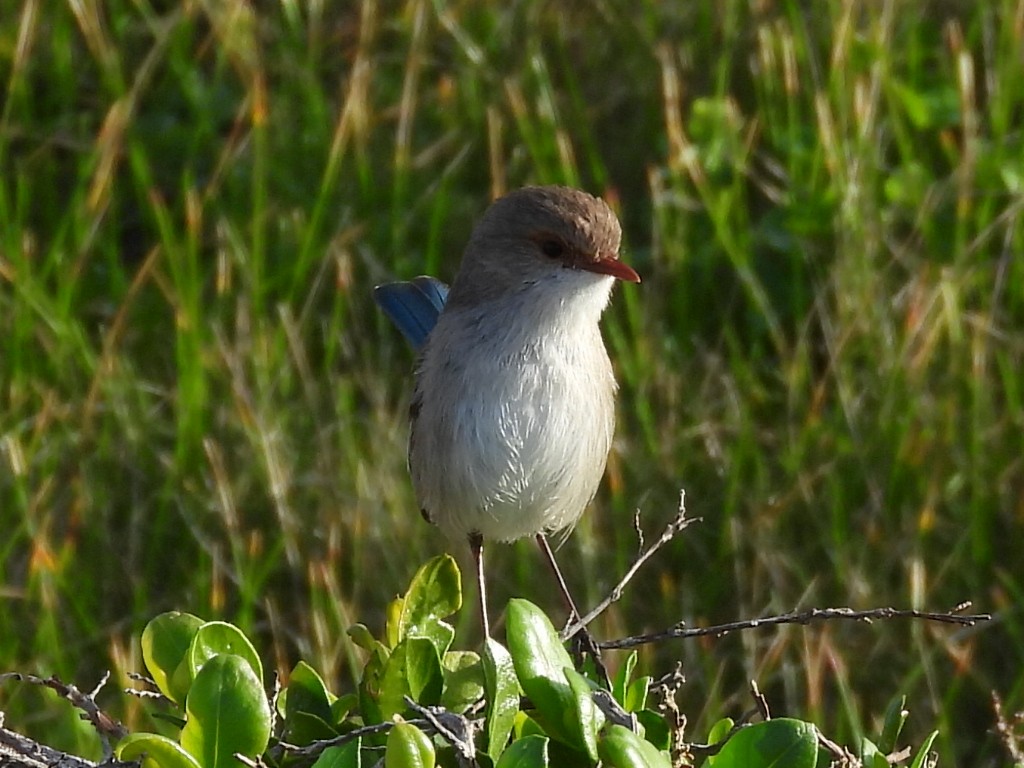 Splendid Fairywren - Scott Fox