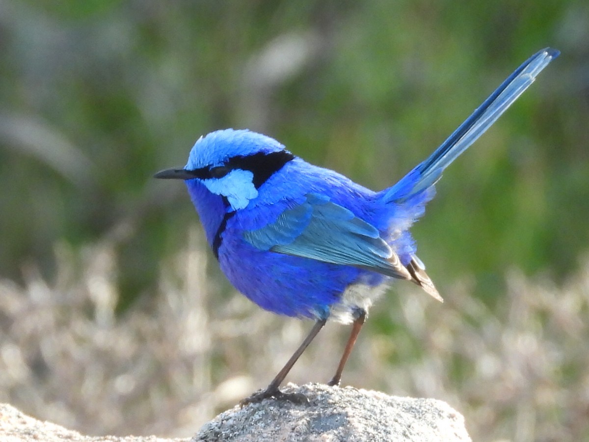 Splendid Fairywren - ML623279377