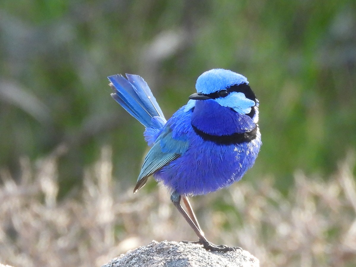 Splendid Fairywren - ML623279378