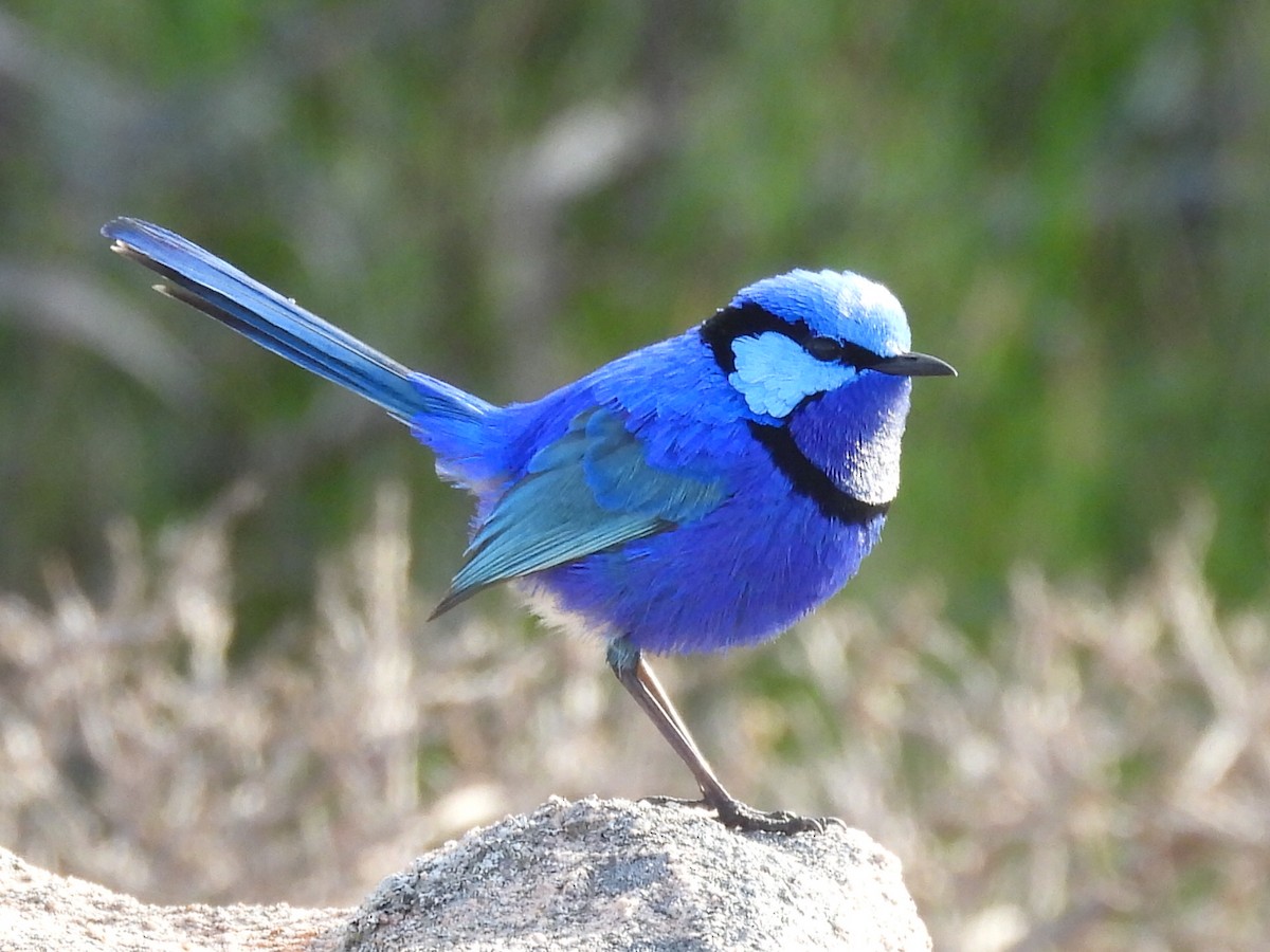 Splendid Fairywren - ML623279379