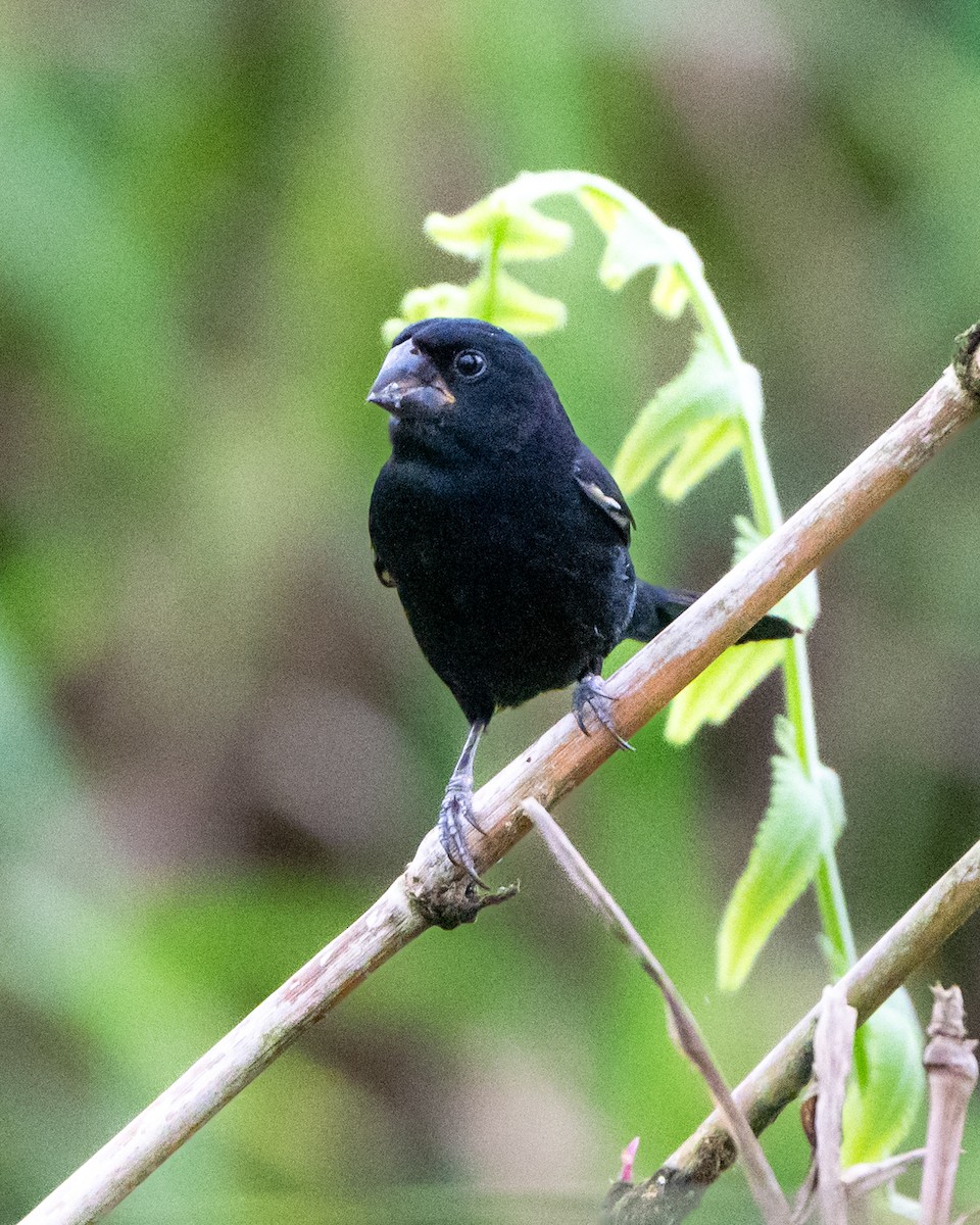 Thick-billed Seed-Finch - ML623279396