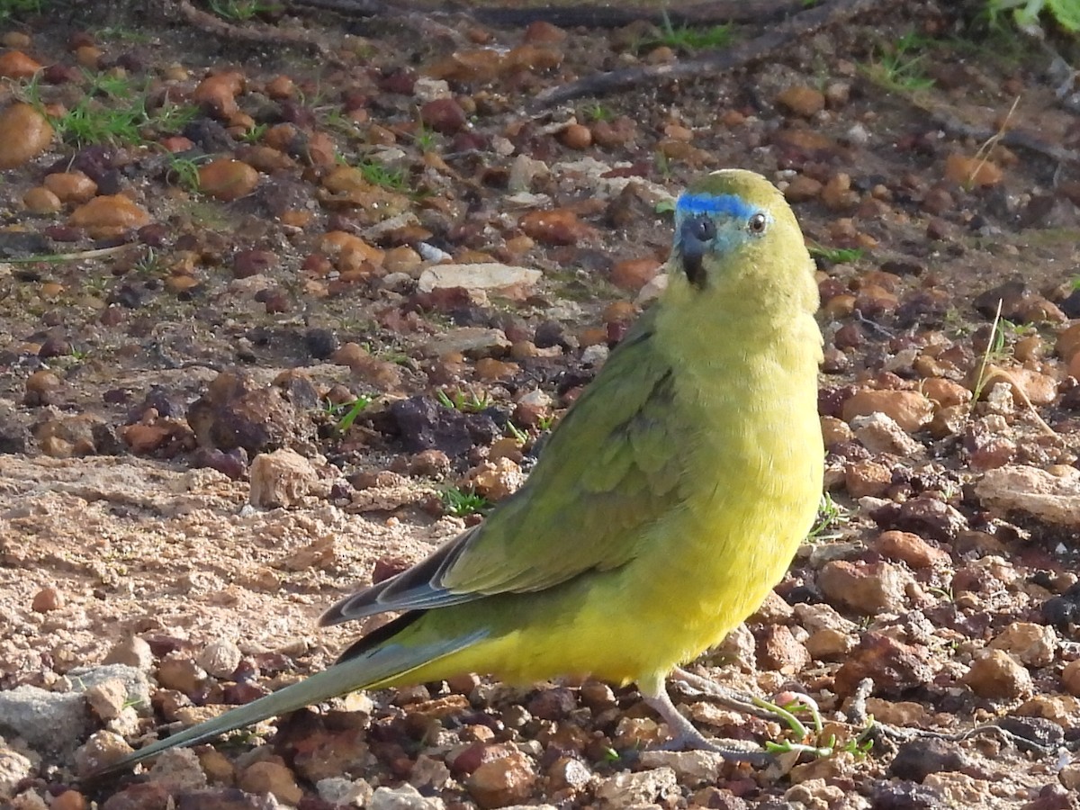 Rock Parrot - ML623279403