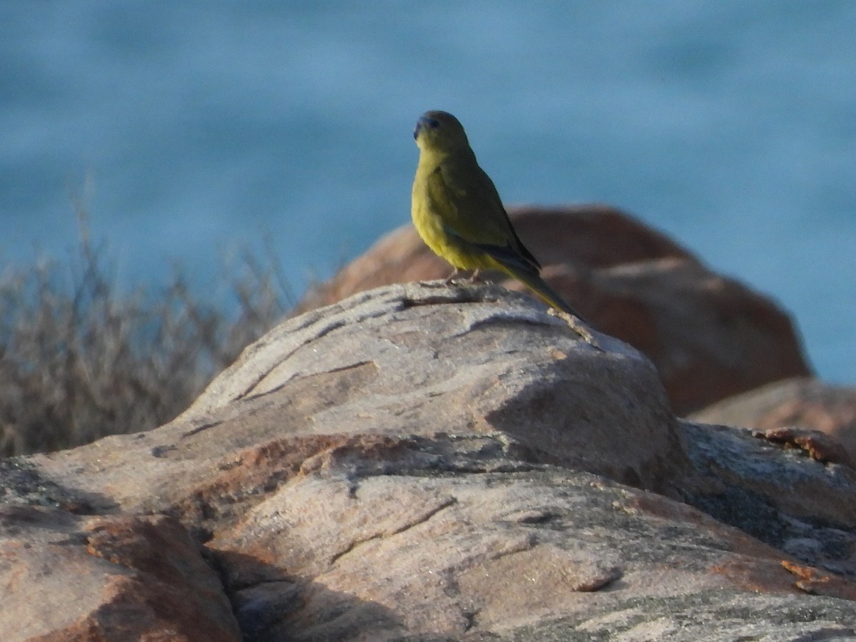 Rock Parrot - ML623279406