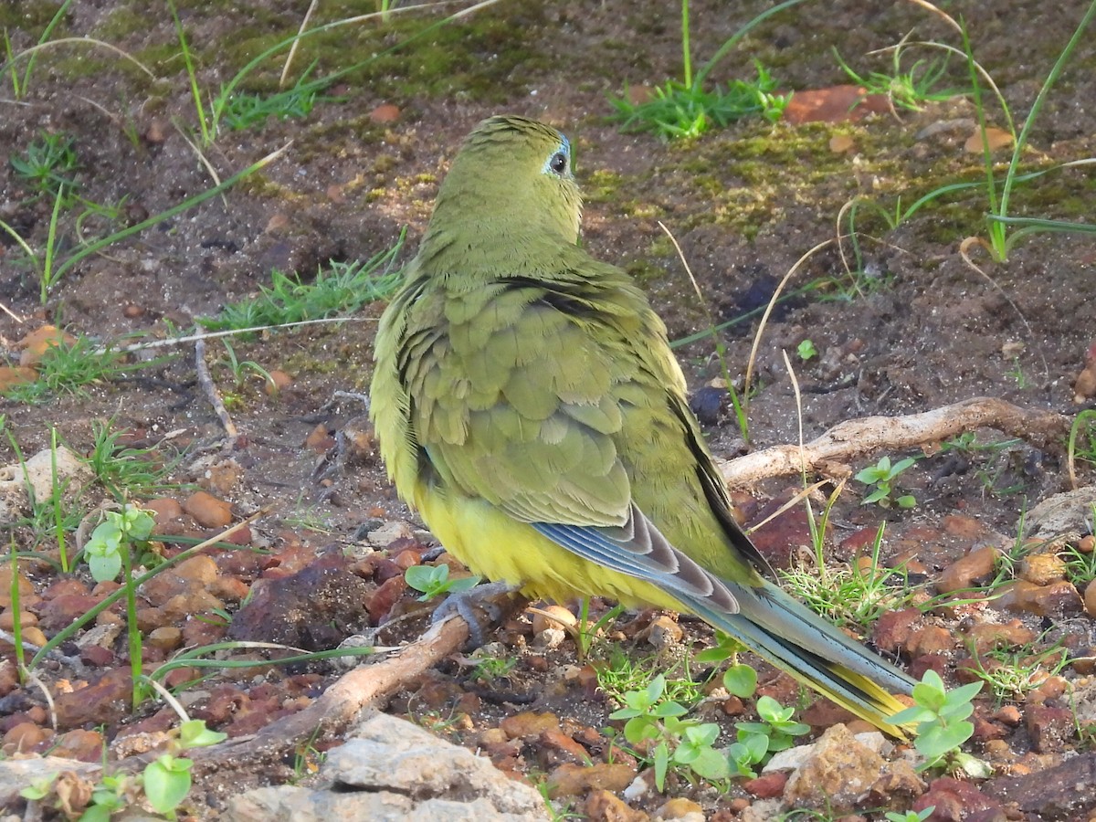 Rock Parrot - ML623279413