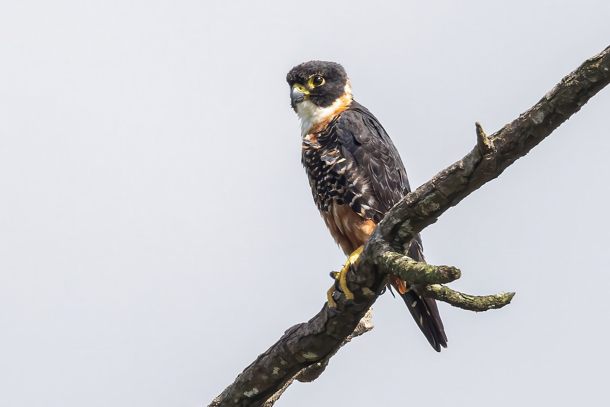 Orange-breasted Falcon - Sandy & Bob Sipe