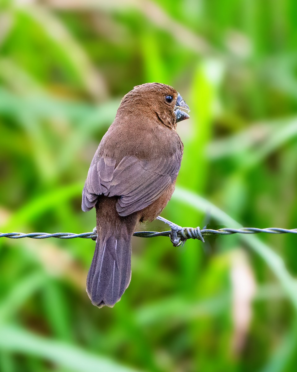 Thick-billed Seed-Finch - ML623279421