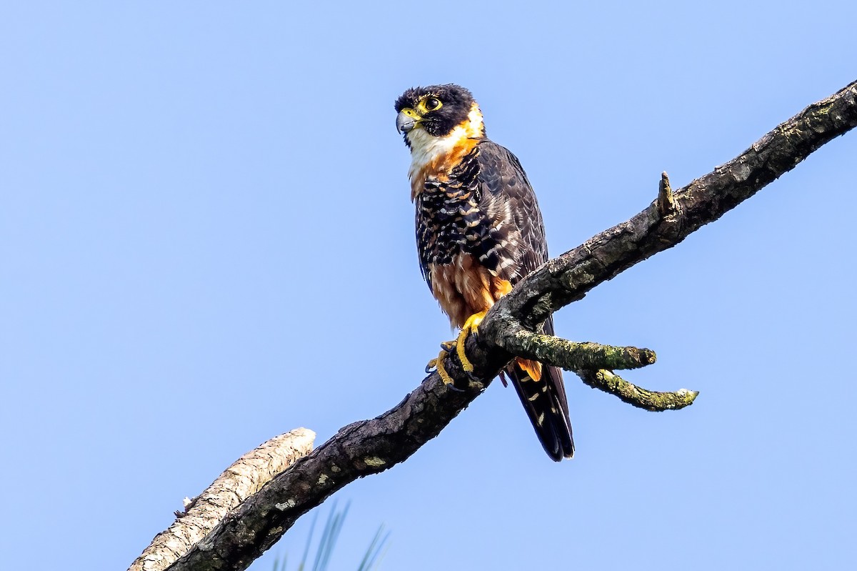 Orange-breasted Falcon - Sandy & Bob Sipe