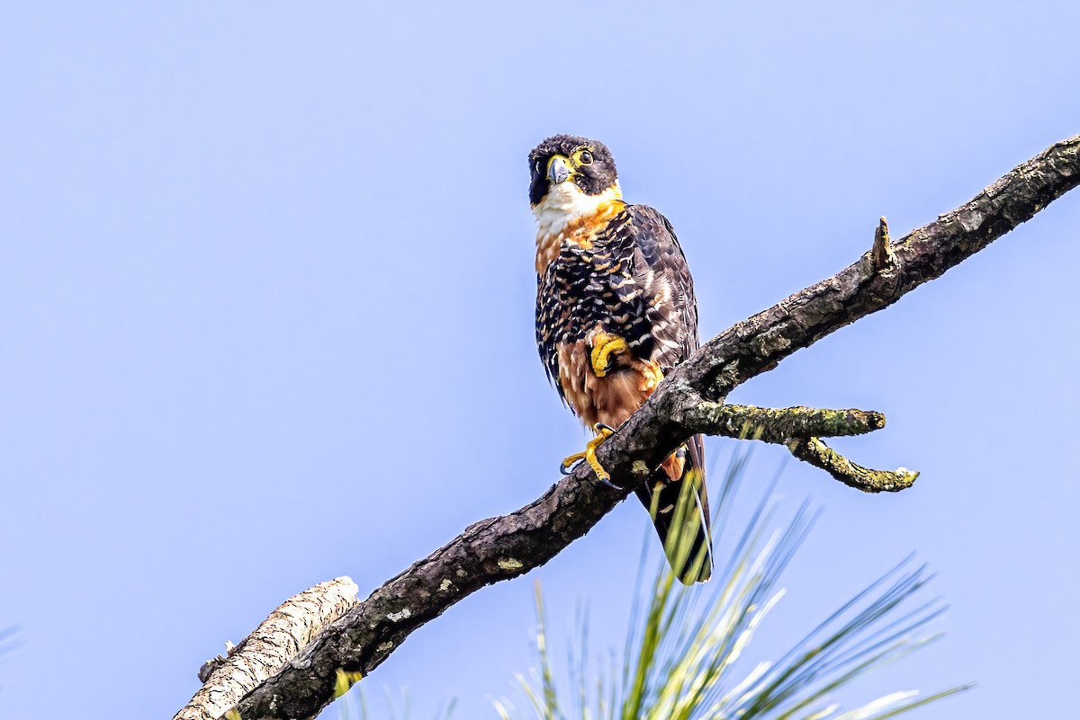 Orange-breasted Falcon - Sandy & Bob Sipe