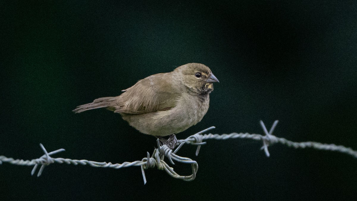 Yellow-faced Grassquit - ML623279448