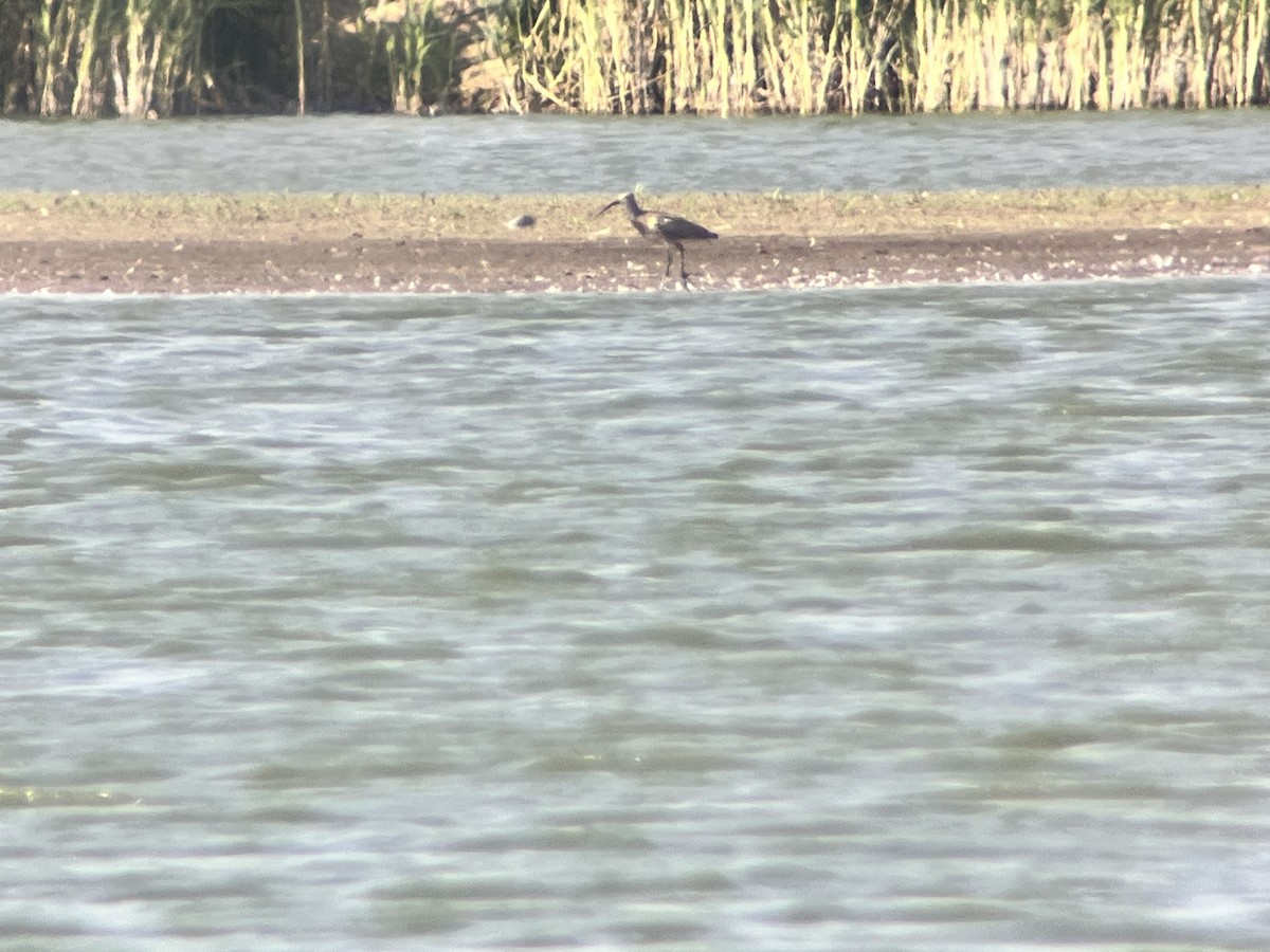 Eurasian Curlew - ML623279472