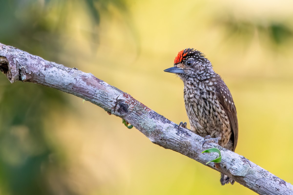 White-wedged Piculet - ML623279485