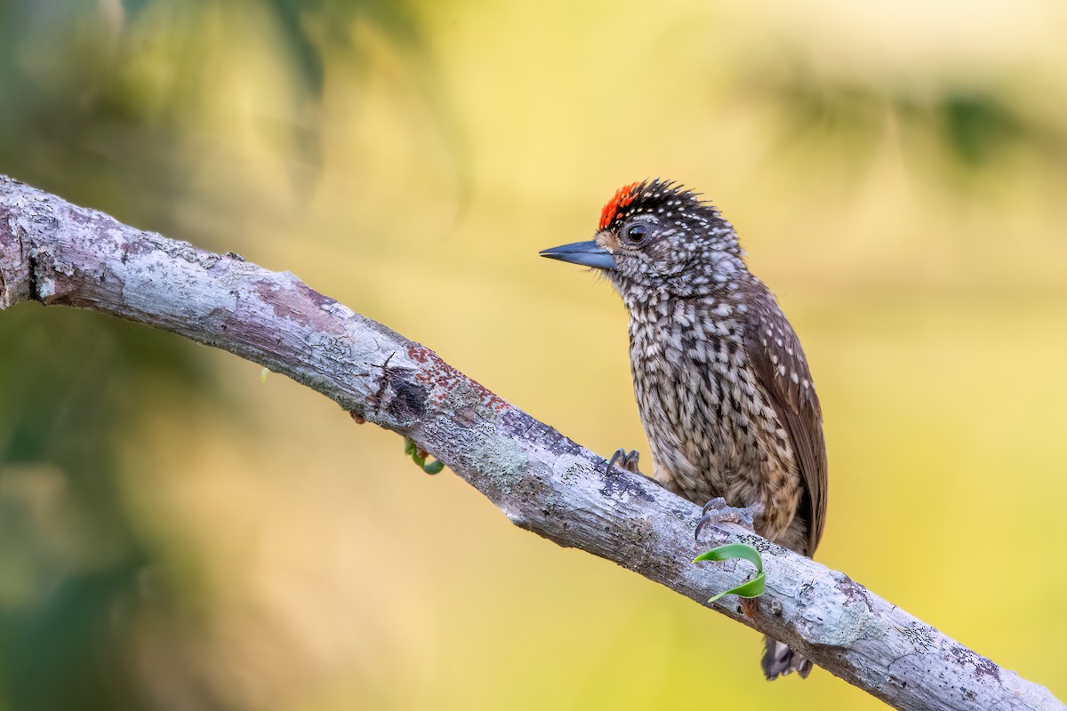 White-wedged Piculet - ML623279487