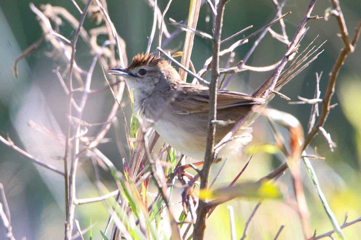 Tawny Grassbird - ML623279499