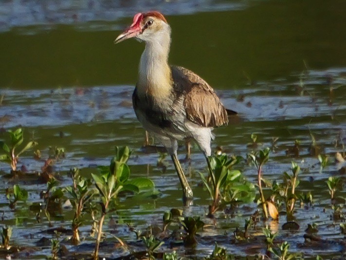 Comb-crested Jacana - ML623279661