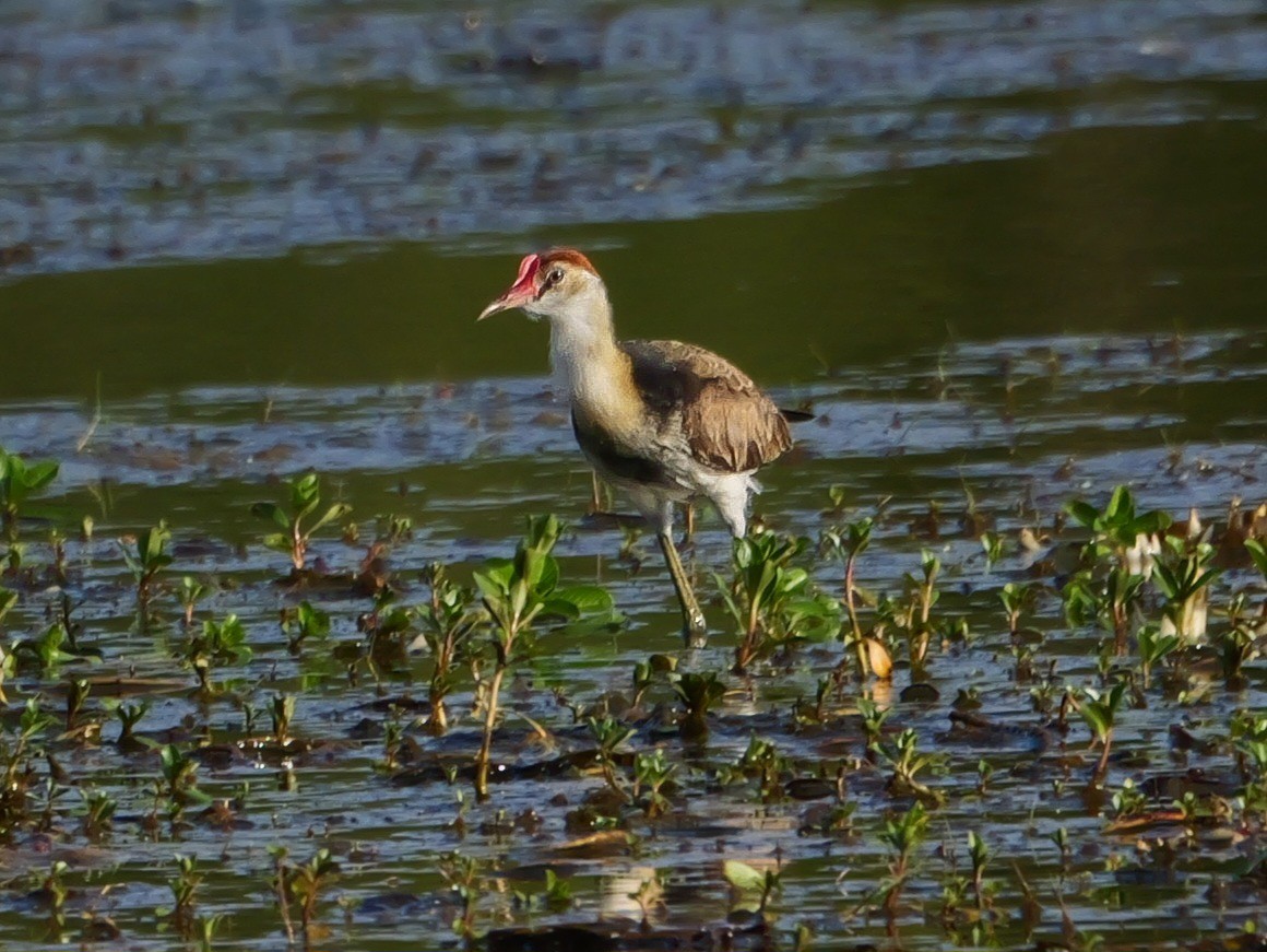 Comb-crested Jacana - ML623279662