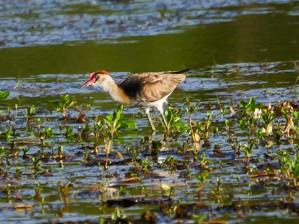 Comb-crested Jacana - Roger Horn