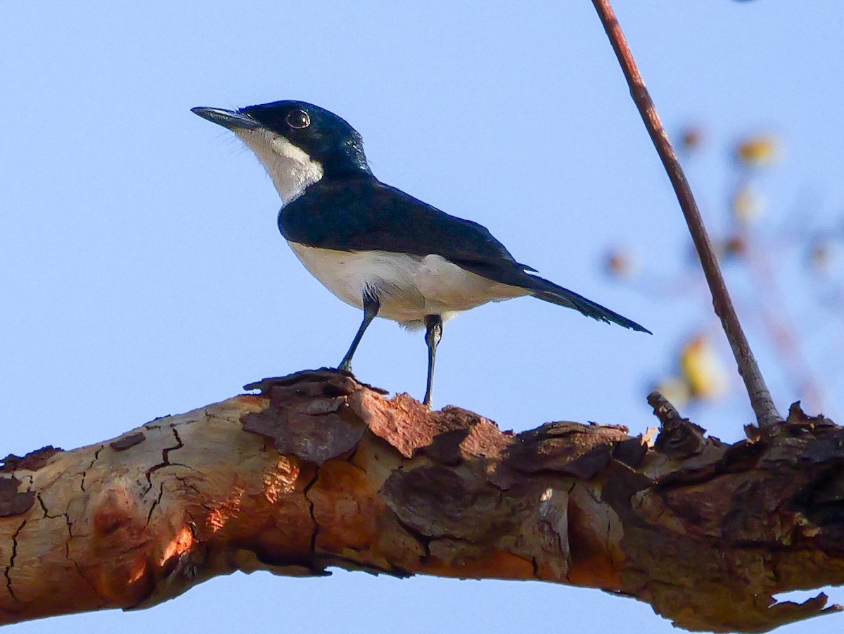 Paperbark Flycatcher - ML623279677