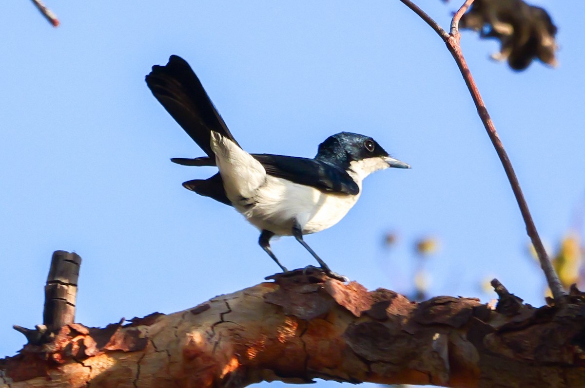 Paperbark Flycatcher - ML623279678