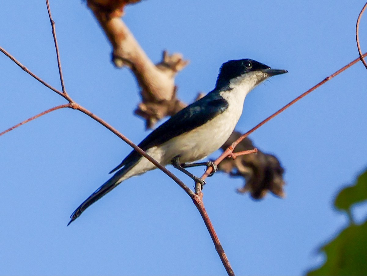 Paperbark Flycatcher - ML623279679