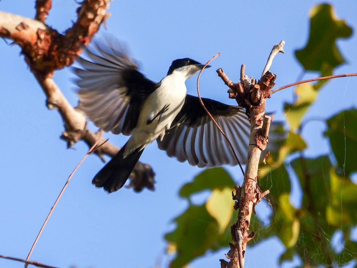 Paperbark Flycatcher - ML623279680