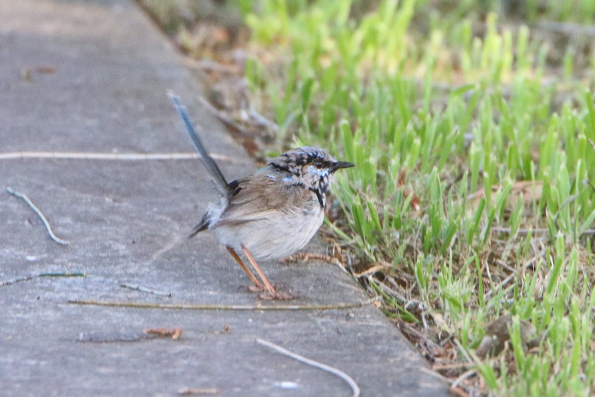 Superb Fairywren - ML623279681