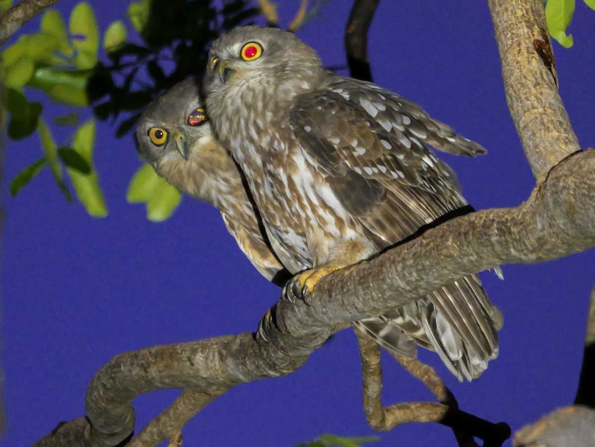 Barking Owl - ML623279744