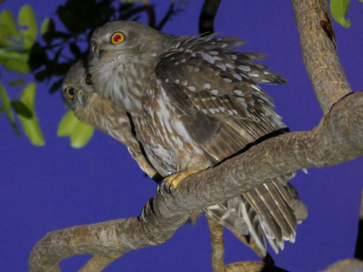 Barking Owl - ML623279745