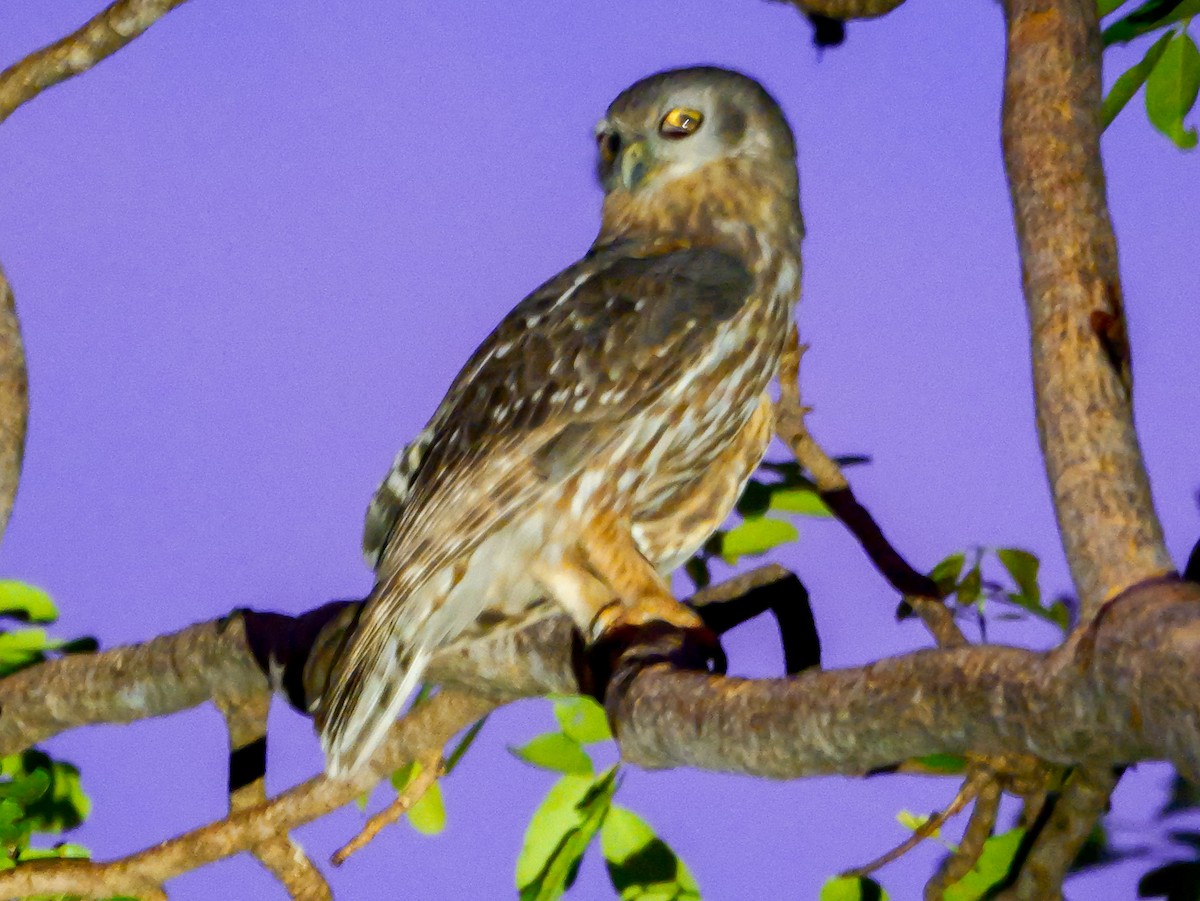 Barking Owl - ML623279746