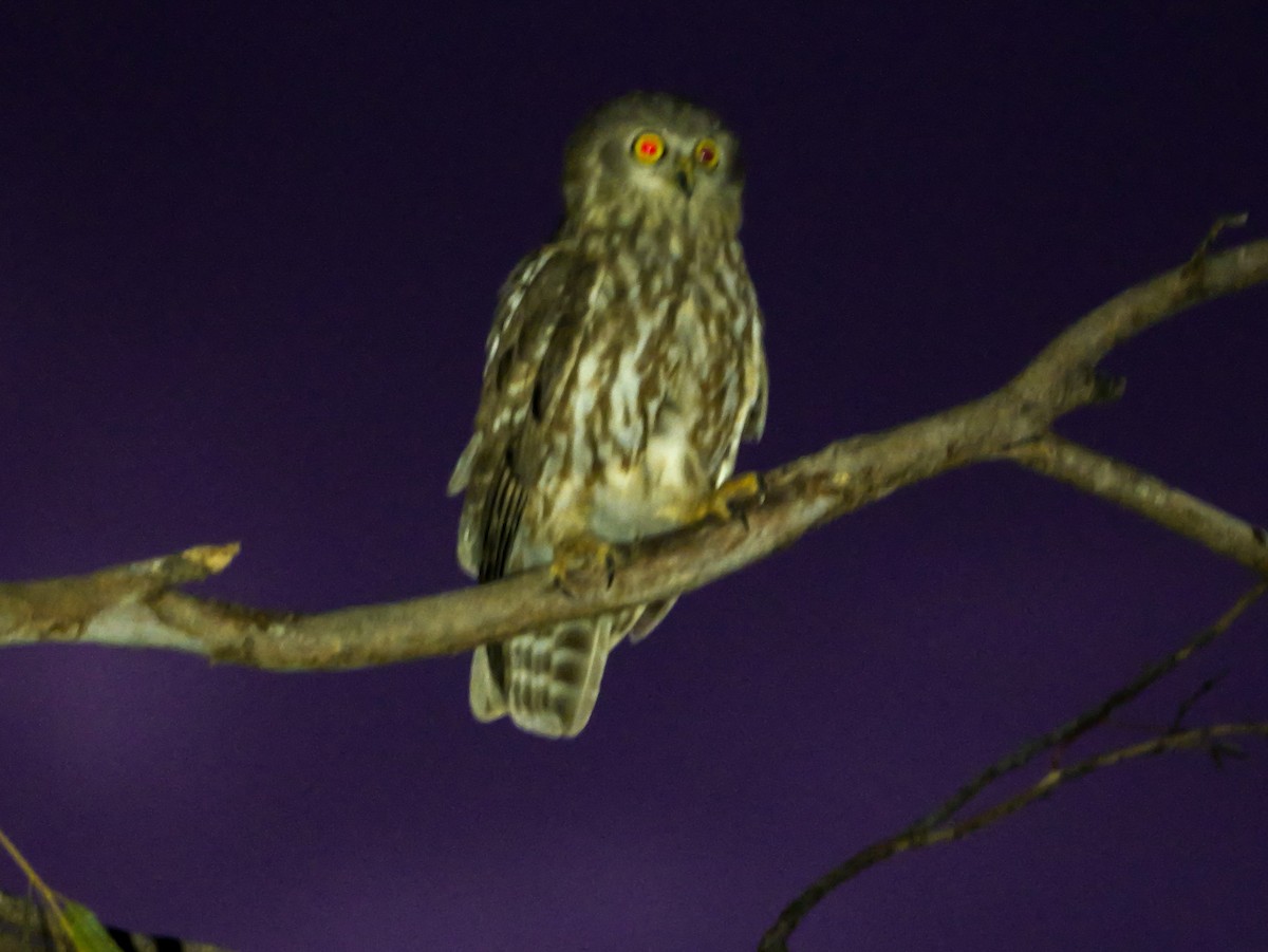 Barking Owl - ML623279747