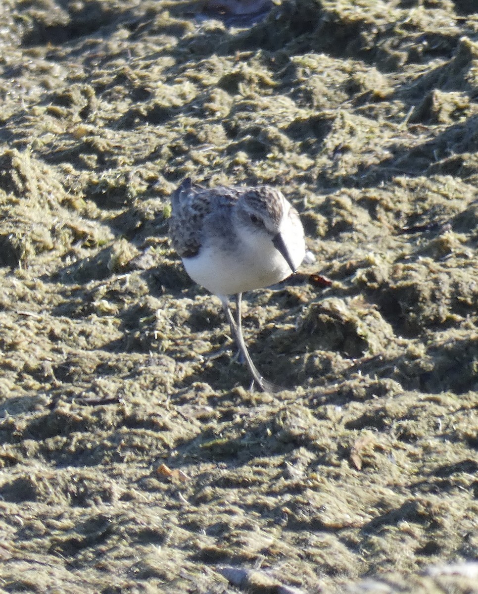 Semipalmated Sandpiper - Daphne Christie